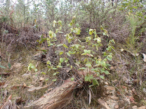 Common Correa