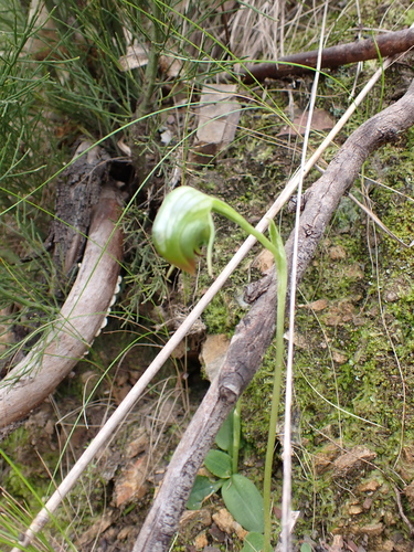 Nodding Greenhood