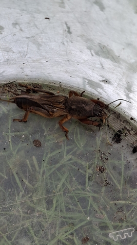 European Mole Cricket