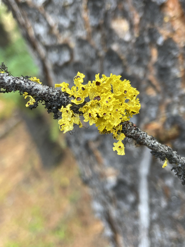 Brown-eyed Sunshine Lichen