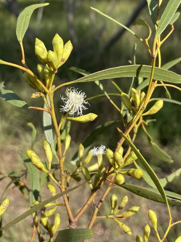 Eucalyptus calycogona calycogona