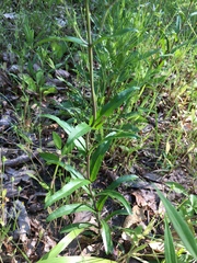 Penstemon arkansanus
