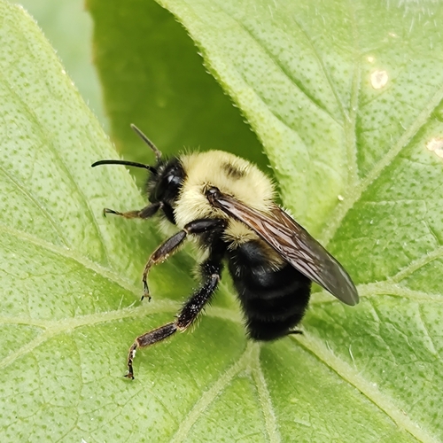 Two-spotted Bumble Bee