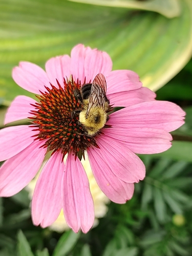 Two-spotted Bumble Bee