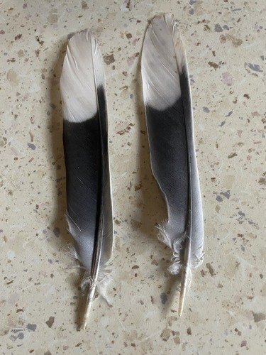 Eurasian Collared-Dove