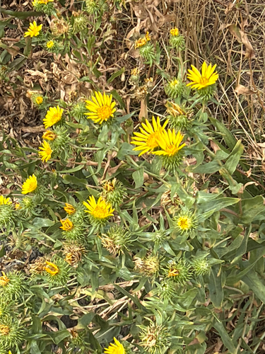Grindelia integrifolia, photograph 6