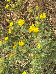 Grindelia integrifolia, photograph (c) Aaron Liston, some rights reserved (CC BY)