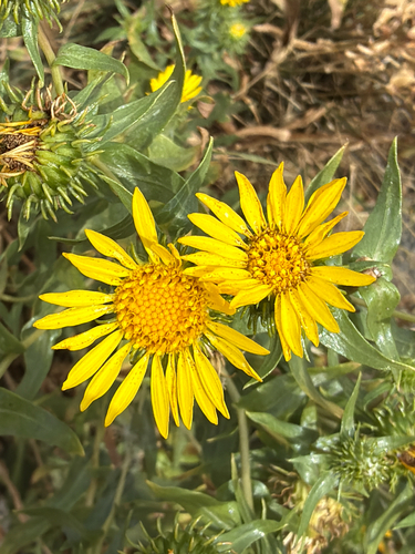 Grindelia integrifolia, photograph 5