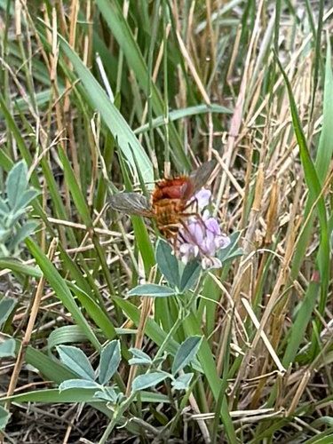 Adejeania vexatrix