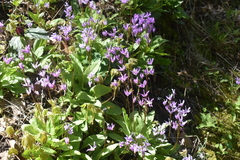 Primula fassettii