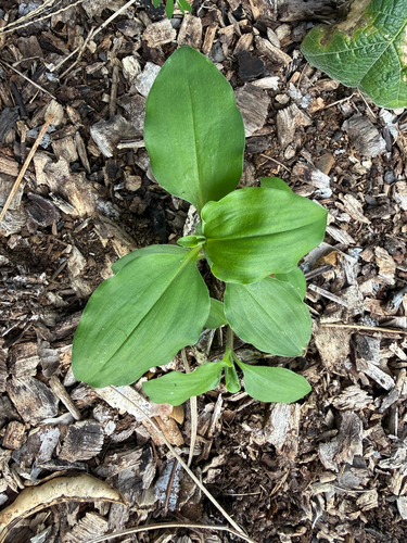 Commelina benghalensis observed 2026-08-23