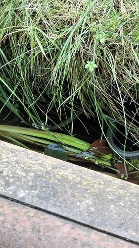 grass snake