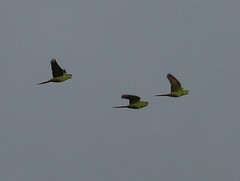 Enicognathus leptorhynchus