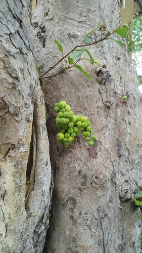 Cluster Fig