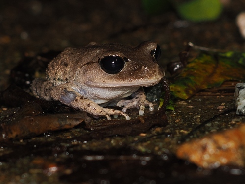 Hainan moustache Toad