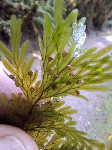Hymenophyllum scabrum observed 2026-08-24