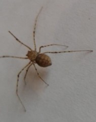 Scytodes