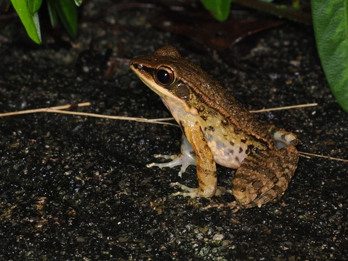 Fine-spined Frog