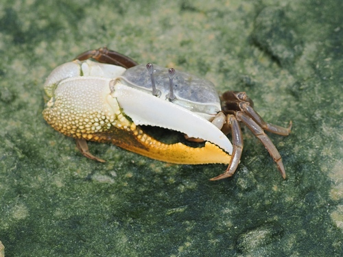 Calling Fiddler Crab