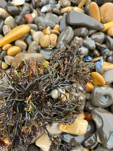 Gastroclonium coulteri, 2026-08-03