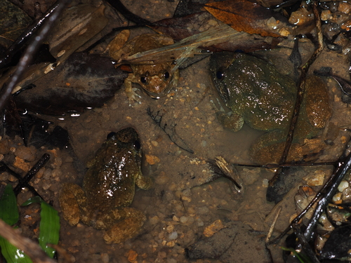 Fragile wart frog