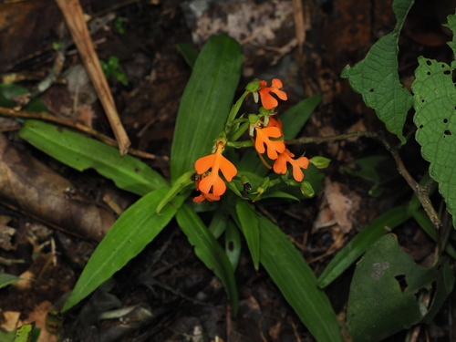 Habenaria rhodocheila, 2026-08-22