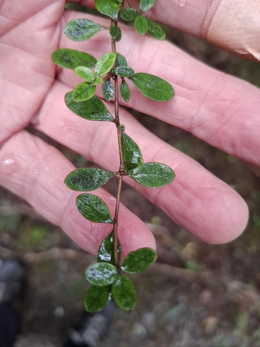 Coprosma colensoi, photograph 3