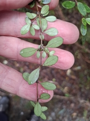 Coprosma colensoi, photograph author not stated, no rights reserved