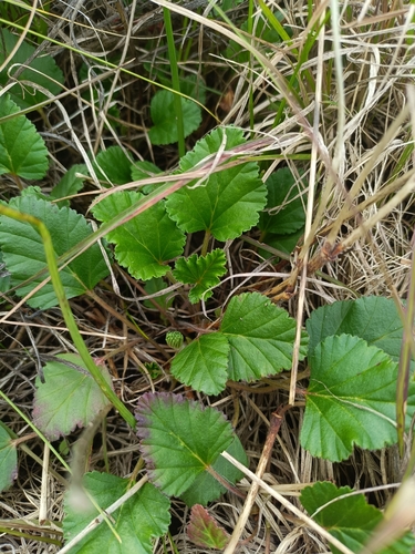 magenta stork's-bill