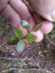 Coprosma colensoi, photograph author not stated, no rights reserved