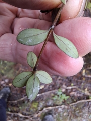 Coprosma colensoi, photograph author not stated, no rights reserved
