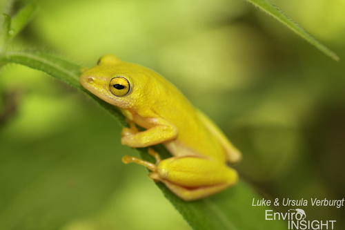 Tinker Reed Frog