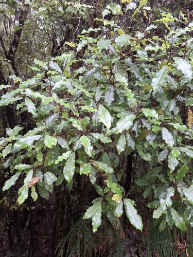 Quintinia serrata
