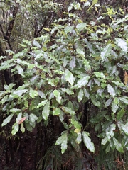 Quintinia serrata, photograph author not stated, no rights reserved