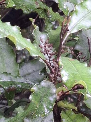 Quintinia serrata, photograph 2
