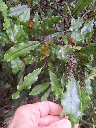 Quintinia serrata, photograph 4