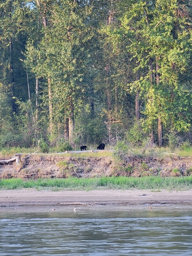 Black Bear sighting near Prince George