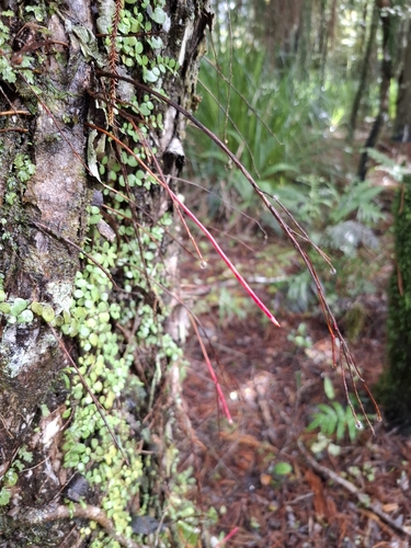 Metrosideros umbellata, photograph 2