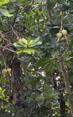 Fish Poison Tree
