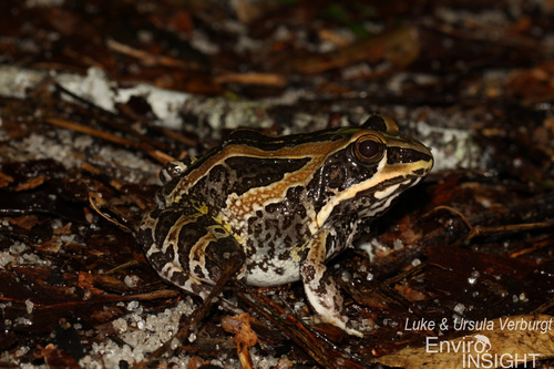 Ornate frog