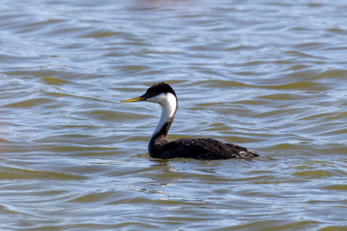 iNaturalist observation photo of Western Grebe