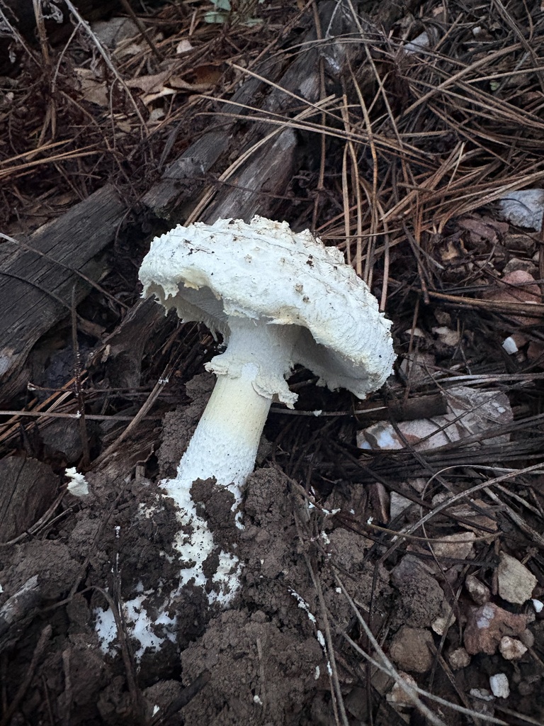 Pinecone Amanita · August 2026 · photo: Photo: (c) Mike Dechter, some rights reserved (CC BY) · iNaturalist