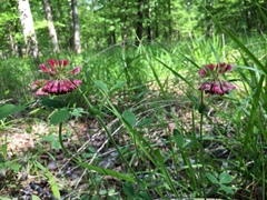 Trifolium reflexum