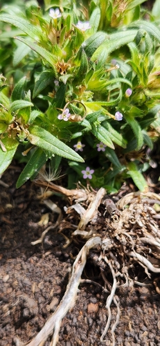 Collomia linearis, photograph 4