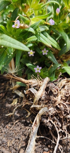 Collomia linearis, photograph 5