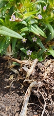 Collomia linearis, photograph author not stated, no rights reserved