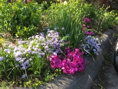 Phlox subulata