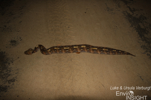 Gaboon Viper