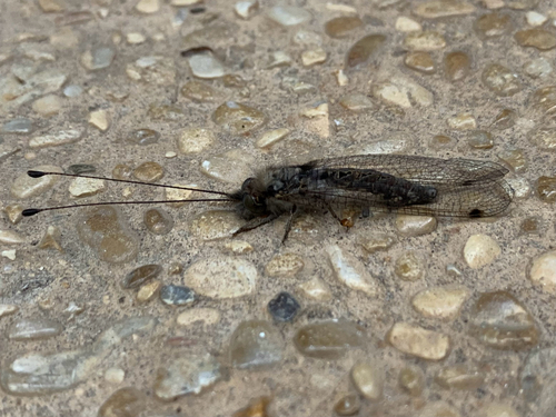 Macleay's Owlfly
