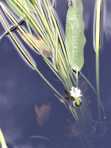 Aponogeton distachyos, photograph 4